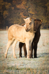 Verspielte kleine Islandpferde