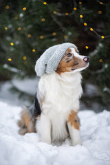 Australian Shepherd in a beanie. Hipster dog. A chilly puppy in a knitted hat sits outside under a snowfall. Warm winter clothes for pets