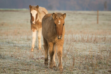 Neugierige Islandpferde