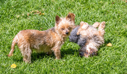 Two Yorkshire terriers play on a green lawn