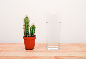 Cactus houseplant next to a full glass of water