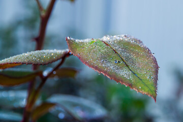 A closeup of dew drops on the rose leaves. Poetry concept. New life concept