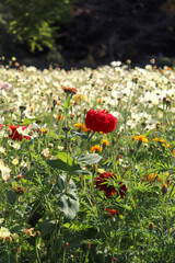 花畑 美しい 上品 白い ジニア 夕暮れ 