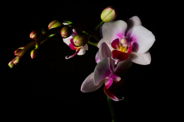 Fototapeta na wymiar Orchids on black background