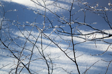 Winter branches covered in hoarfrost close up. Abstract winter image