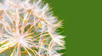 Macro shut photo of beautiful dandelion flower seed isolated green background