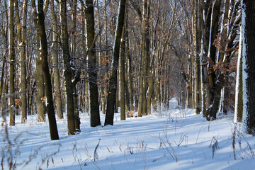 Winter forest with shadows in the sunny evening. Tranquil winter nature landscape in sunlight