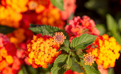 Close-up view of colorful lantana flower in the garden 