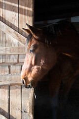 Beautiful brown horse eating hay in wooden stable, looking out, winter fur