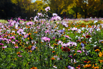 コスモス 花畑 落ち着いた ピンク 白い かわいい