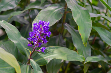 Purple flowers in nature are beautiful.