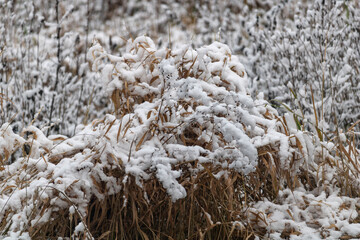 grass in the snow
