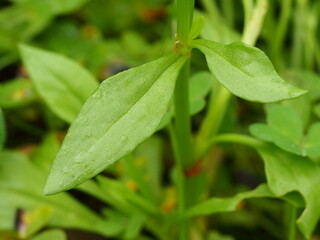 Sheep's Sorrel (Rumex acetosella)
