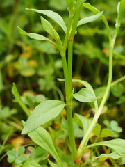 Sheep's Sorrel (Rumex acetosella)