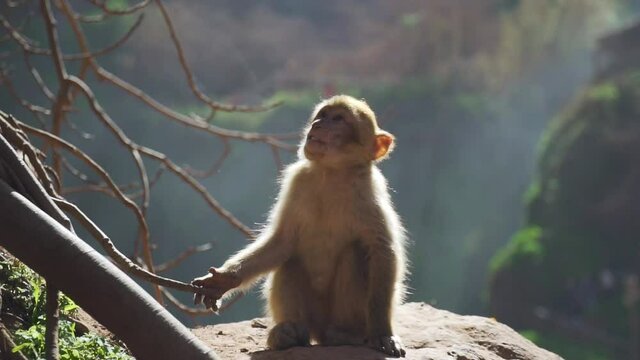Monkey sits on a stone: slow motion