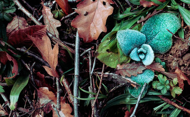 forest foliage soil in autumn or winter with water drops on strange colored leaf.