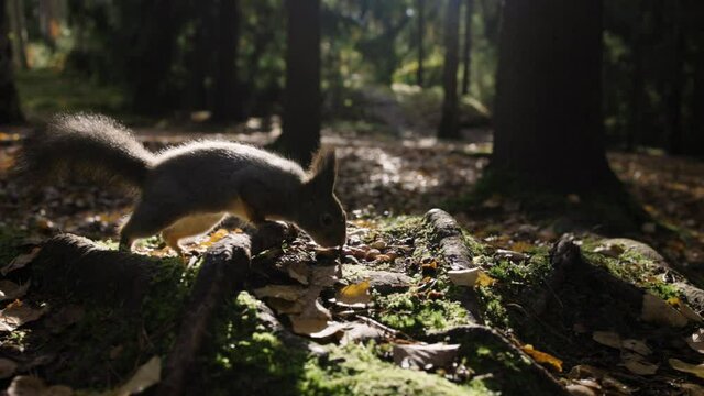 Ground view slomo of squirrel eating nuts in autumn forest, close-up
