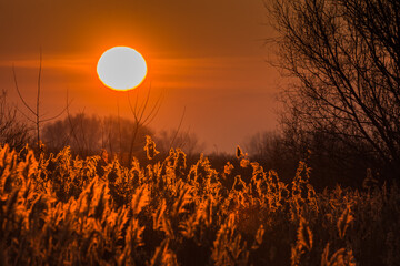 glowing reed while warm sunset in the summer