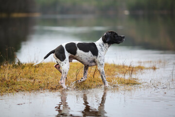 Dog english pointer
