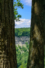 Peering between trees