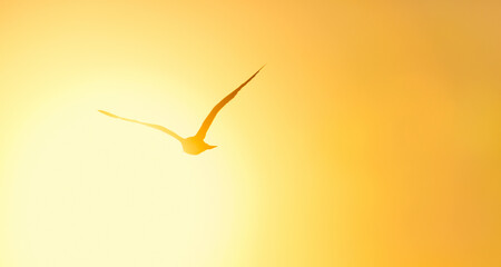 A Seagull that flies in the sun and is not afraid