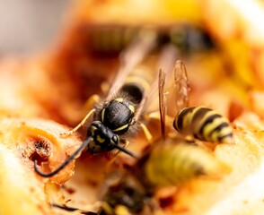 macro of a bee on a leaf