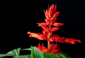 Red sage flower, red salvia splendens blooming in a pot 