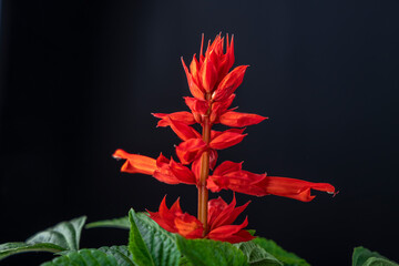 Red sage flower, red salvia splendens blooming in a pot 