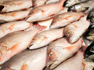 Close-up of freshly caught fishes in market