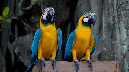 A pair of blue and yellow Macaw Parrots also known as Ara Ararauna in bird sanctuary in Cartagena, Colombia