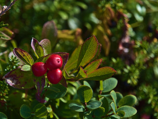 Obraz na płótnie Canvas Close-up view of bright red colored berries, fruit of cornus suecica plant (also dwarf cornel, bunchberry), surrounded by green leaves on a mountain on Austvågøy island, Lofoten in northern Norway.