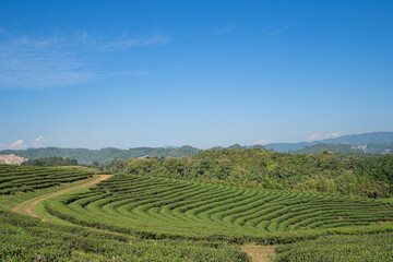 Beautiful scenic view of tea plantations with the sky and mountains background in Thailand. Space for text