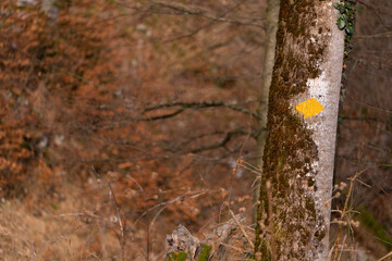 Tree with Swiss hiking sign and ivy on the bark. Baum mit Schweizer Wanderzeichen und Efeu im Herbst.