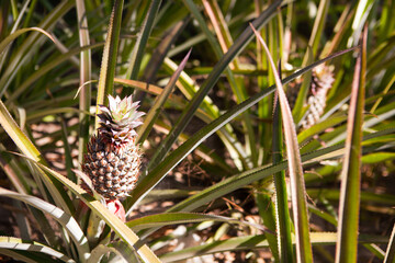 Pineapple tropical fruit growing in a farm