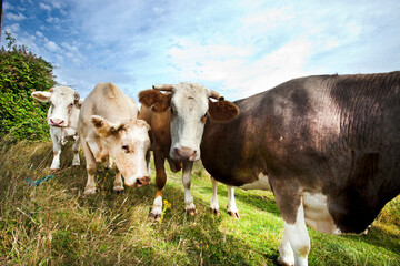 Close-up of cows in pen  against blue sky