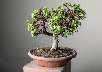 bonsai jade plant in a clay pot 
