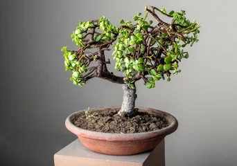 Fotobehang Bonsai bonsai jade plant in a clay pot   © PrabhjitSingh