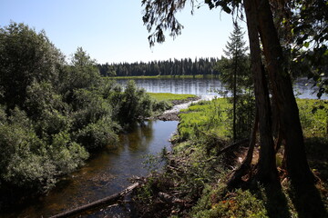 A small stream with clear water overgrown banks flows into the river.View from the thicket of the lake and the forest on the shore on a Sunny summer day.Nature of a remote wild place in Russia