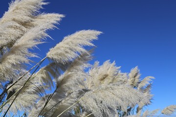 A close up view of the feathery flowers on a pampas grass plant.