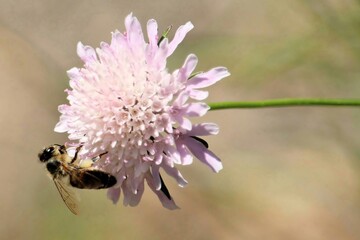 Western Honey Bee (Apis mellifera) collecting nectar and pollen from Sweet Scabious flower, South Australia