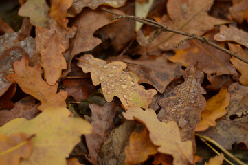 Autumn. Fallen oak leaves with dew drops in the forest on the ground
