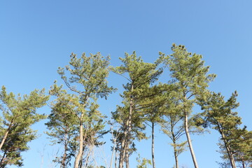 Atree that stands firm even in late autumn