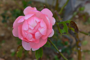 公園に咲くバラの花