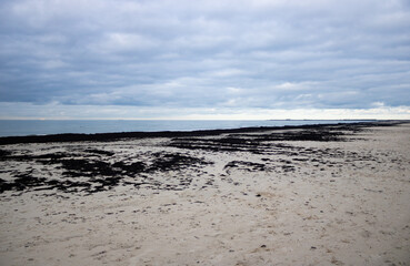 seaweed on the beach