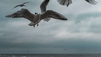 Seagulls on the beach of the Baltic Sea