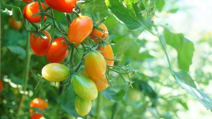 Colorful tomatoes hanging on the vine
