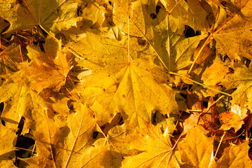 autumn leaves background
