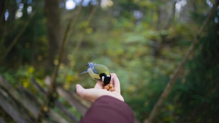Slomo of small bird landing on feeding hand in forest and leaving