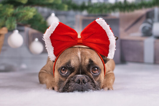 Adorable French Bulldog dog with large red Christmas head ribbon lying down under Christmas tree with baubles and gift boxes in blurry background - Powered by Adobe