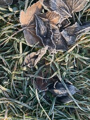 frost on the leaves